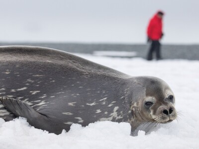 Meeting Seal