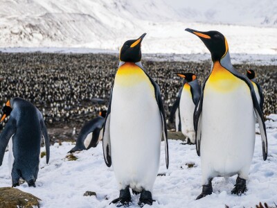 An Emperor Penguins