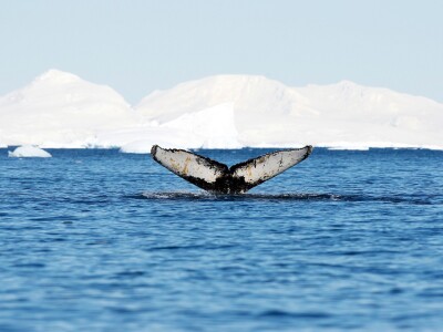 남극 고래