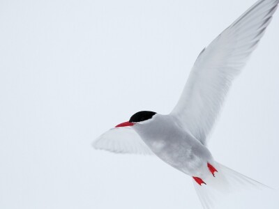 Antarctic tern